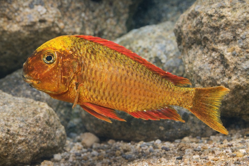 Tropheus sp. 'red' Cape Kachese (Golden Kazumba) Kushangaza